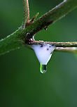 Dogwood Spittlebug Nymph - Clastoptera proteus Spittlebug nymphs use their mouthparts to suck amino acids out of plant sap.  The nymphs excrete excess sap from their anus, and thus create masses of frothy "spit" by pumping air into the sugary, sticky liquid. So, they basically produce butt spit.<br />
<br />
Habitat: Dogwood (Cornus sp.)<br />
<br />
**In hindsight, I probably should have pulled the insect out of the spit for a photo since it isn't documented on JD, but I didn't want to disturb it.<br />
https://www.jungledragon.com/image/85202/dogwood_spittlebug_nymph_-_clastoptera_proteus.html Geotagged,Summer,United States,dogwood,froghopper nymph,nymph,spit,spittlebug