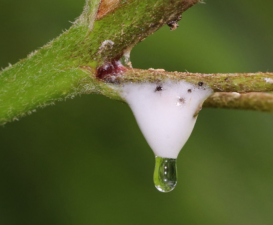 Dogwood Spittlebug Nymph - Clastoptera proteus Spittlebug nymphs use their mouthparts to suck amino acids out of plant sap. The nymphs excrete excess sap from their anus, and thus create masses of frothy &quot;spit&quot; by pumping air into the sugary, sticky liquid. So, they basically produce butt spit.<br />
<br />
Habitat: Dogwood (Cornus sp.)<br />
<br />
**In hindsight, I probably should have pulled the insect out of the spit for a photo since it isn&#039;t documented on JD, but I didn&#039;t want to disturb it.<br />
<figure class="photo"><a href="https://www.jungledragon.com/image/85201/dogwood_spittlebug_nymph_-_clastoptera_proteus.html" title="Dogwood Spittlebug Nymph - Clastoptera proteus"><img src="https://s3.amazonaws.com/media.jungledragon.com/images/3232/85201_thumb.jpg?AWSAccessKeyId=05GMT0V3GWVNE7GGM1R2&Expires=1769040010&Signature=gL%2Bh3EGn5tlXpPKuZ%2FvFjV9Pyhg%3D" width="110" height="152" alt="Dogwood Spittlebug Nymph - Clastoptera proteus Spittlebug nymphs use their mouthparts to suck amino acids out of plant sap.  The nymphs excrete excess sap from their anus, and thus create masses of frothy &quot;spit&quot; by pumping air into the sugary, sticky liquid. So, they basically produce butt spit.<br />
<br />
Habitat: Dogwood (Cornus sp.)<br />
<br />
**In hindsight, I probably should have pulled the insect out of the spit for a photo since it isn&#039;t documented on JD, but I didn&#039;t want to disturb it.<br />
https://www.jungledragon.com/image/85202/dogwood_spittlebug_nymph_-_clastoptera_proteus.html Geotagged,Summer,United States,dogwood,froghopper nymph,nymph,spit,spittlebug" /></a></figure><br />
 Geotagged,Summer,United States
