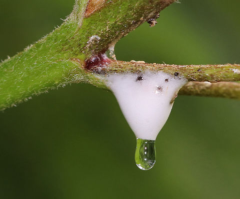 Dogwood Spittlebug Nymph - Clastoptera proteus Spittlebug nymphs use their mouthparts to suck amino acids out of plant sap. The nymphs excrete excess sap from their anus, and thus create masses of frothy "spit" by pumping air into the sugary, sticky liquid. So, they basically produce butt spit.

Habitat: Dogwood (Cornus sp.)

**In hindsight, I probably should have pulled the insect out of the spit for a photo since it isn't documented on JD, but I didn't want to disturb it.
https://www.jungledragon.com/image/85201/dogwood_spittlebug_nymph_-_clastoptera_proteus.html
 Geotagged,Summer,United States