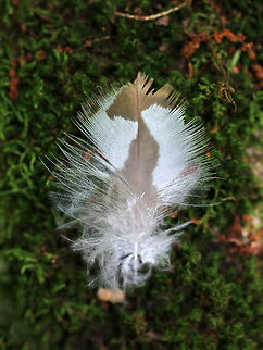 Feather - Unidentified No ID for this lovely feather yet!

Habitat: Found on the forest floor in a mixed forest Geotagged,Summer,United States,feather