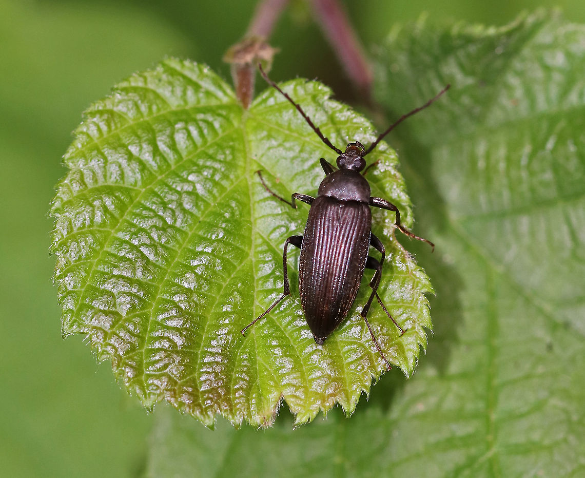 Capnochroa fuliginosa TL: ~10 mm. Dark brown beetle with short dorsal pubescence and grooved elytra that gradually narrow. Prothorax is is twice as wide as long.<br />
<br />
Habitat: On vegetation in a mixed forest Capnochroa,Capnochroa fuliginosa,Geotagged,Summer,United States,beetle,tenebrionidae