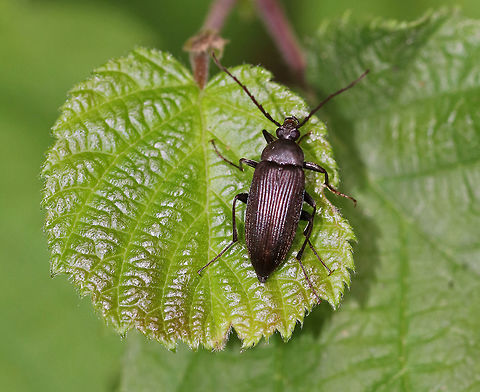Capnochroa fuliginosa TL: ~10 mm. Dark brown beetle with short dorsal pubescence and grooved elytra that gradually narrow. Prothorax is is twice as wide as long.

Habitat: On vegetation in a mixed forest Capnochroa,Capnochroa fuliginosa,Geotagged,Summer,United States,beetle,tenebrionidae