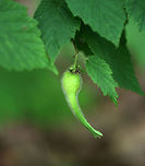 Beaked Hazelnut - Corylus cornuta The nuts are enclosed in tubular extensions.<br />
<br />
Habitat: Mixed forest<br />
https://www.jungledragon.com/image/85251/beaked_hazelnut_-_corylus_cornuta.html Beaked Hazelnut,Corylus cornuta,Geotagged,Summer,United States,corylus,hazelnut