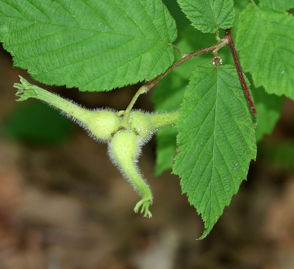 Beaked Hazelnut - Corylus cornuta The nuts are enclosed in tubular extensions.<br />
<br />
Habitat: Mixed forest<br />
<figure class="photo"><a href="https://www.jungledragon.com/image/85237/beaked_hazelnut_-_corylus_cornuta.html" title="Beaked Hazelnut - Corylus cornuta"><img src="https://s3.amazonaws.com/media.jungledragon.com/images/3232/85237_thumb.jpg?AWSAccessKeyId=05GMT0V3GWVNE7GGM1R2&Expires=1759968010&Signature=t1IFQzWWVrmHFeILia8MjAqLnz0%3D" width="134" height="152" alt="Beaked Hazelnut - Corylus cornuta The nuts are enclosed in tubular extensions.<br />
<br />
Habitat: Mixed forest<br />
https://www.jungledragon.com/image/85251/beaked_hazelnut_-_corylus_cornuta.html Beaked Hazelnut,Corylus cornuta,Geotagged,Summer,United States,corylus,hazelnut" /></a></figure> Beaked Hazelnut,Corylus cornuta,Geotagged,Summer,United States