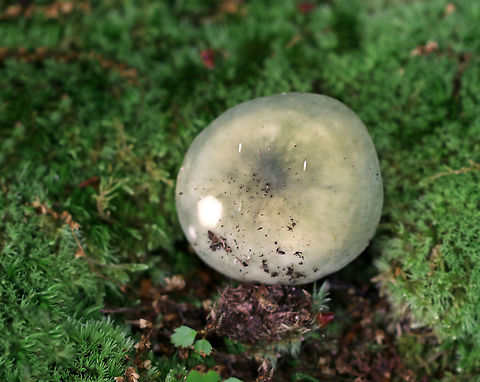 Parsley-scented Russula - Russula redolens 
Russula with a blue/green cap, white gills, and a white stipe. The flesh of this mushroom smells like parsley, hence the common name.

Habitat: It was growing in moss on rotting wood in a mixed forest. Geotagged,Parsley-scented russula,Russula redolens,Russula variata,Summer,United States