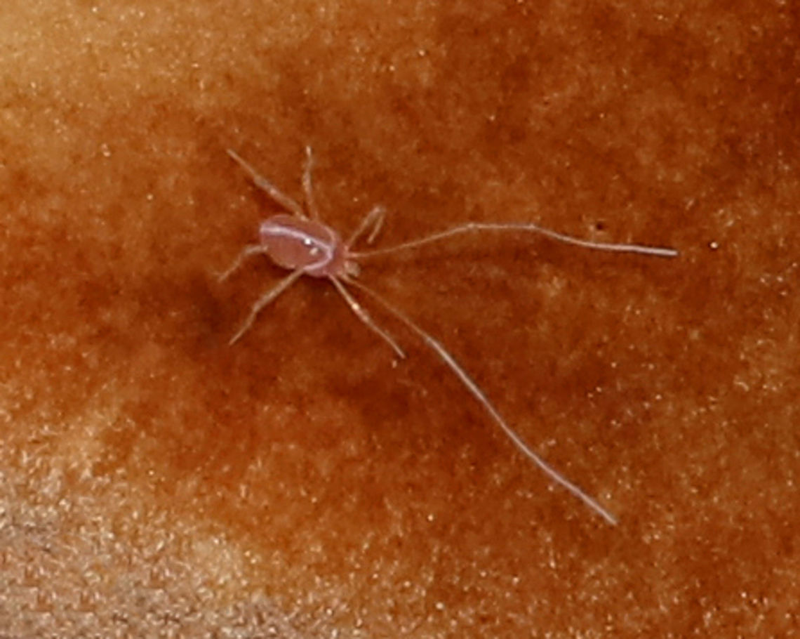 Mite - Linopodes motatorius I found this tiny mite (~1 mm) on a mushroom. <br />
<br />
Habitat: On a mushroom in a deciduous forest Geotagged,Linopodes,Linopodes motatorius,Summer,United States,mite