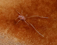 Mite - Linopodes motatorius I found this tiny mite (~1 mm) on a mushroom. <br />
<br />
Habitat: On a mushroom in a deciduous forest Geotagged,Linopodes,Linopodes motatorius,Summer,United States,mite