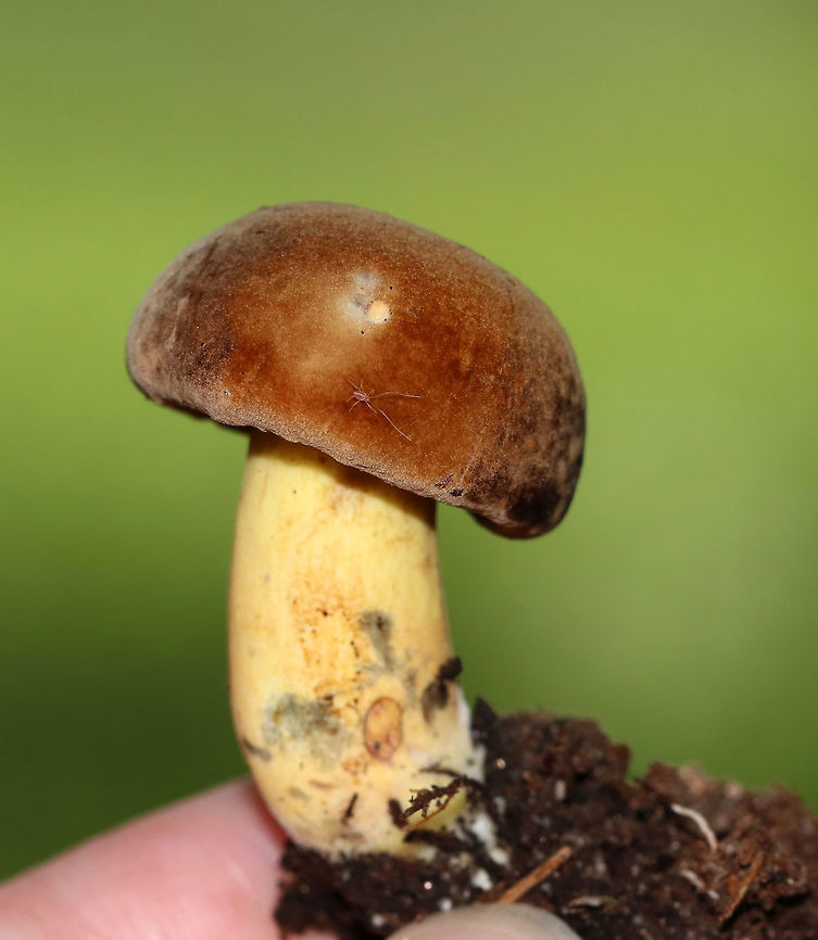 Boletus vermiculosoides Cap: dry, soft, medium-brown<br />
<br />
Pores: Reddish orange; they immediately bruise blue when marked<br />
<br />
Stem: Brownish yellow; easily bruised<br />
<br />
Habitat: Mixed forest with lots of oak and hickory; growing on the ground near tree roots<br />
<br />
**Note the photobomber:<br />
<figure class="photo"><a href="https://www.jungledragon.com/image/85259/mite_-_linopodes_motatorius.html" title="Mite - Linopodes motatorius"><img src="https://s3.amazonaws.com/media.jungledragon.com/images/3232/85259_thumb.jpg?AWSAccessKeyId=05GMT0V3GWVNE7GGM1R2&Expires=1769040010&Signature=dm9%2BbVcDhJsPFp8xClhJg1xYUvw%3D" width="200" height="160" alt="Mite - Linopodes motatorius I found this tiny mite (~1 mm) on a mushroom. <br />
<br />
Habitat: On a mushroom in a deciduous forest Geotagged,Linopodes,Linopodes motatorius,Summer,United States,mite" /></a></figure><br />
<br />
<figure class="photo"><a href="https://www.jungledragon.com/image/85291/boletus_vermiculosoides.html" title="Boletus vermiculosoides"><img src="https://s3.amazonaws.com/media.jungledragon.com/images/3232/85291_thumb.jpg?AWSAccessKeyId=05GMT0V3GWVNE7GGM1R2&Expires=1769040010&Signature=5qIJK2dJUdg6BqD3Ny1JIDKPhp8%3D" width="200" height="182" alt="Boletus vermiculosoides Cap: dry, soft, medium-brown<br />
<br />
Pores: Reddish orange; they immediately bruise blue when marked<br />
<br />
Stem: Brownish yellow; easily bruised<br />
<br />
Habitat: Mixed forest with lots of oak and hickory; growing on the ground near tree roots<br />
https://www.jungledragon.com/image/85289/boletus_vermiculosoides.html<br />
https://www.jungledragon.com/image/85290/boletus_vermiculosoides.html Boletus vermiculosoides,Geotagged,Summer,United States" /></a></figure><br />
<figure class="photo"><a href="https://www.jungledragon.com/image/85290/boletus_vermiculosoides.html" title="Boletus vermiculosoides"><img src="https://s3.amazonaws.com/media.jungledragon.com/images/3232/85290_thumb.jpg?AWSAccessKeyId=05GMT0V3GWVNE7GGM1R2&Expires=1769040010&Signature=%2FB0zRTkWX4X69Zn85xcoj3P87TY%3D" width="200" height="166" alt="Boletus vermiculosoides Cap: dry, soft, medium-brown<br />
<br />
Pores: Reddish orange; they immediately bruise blue when marked<br />
<br />
Stem: Brownish yellow; easily bruised<br />
<br />
Habitat: Mixed forest with lots of oak and hickory; growing on the ground near tree roots<br />
https://www.jungledragon.com/image/85291/boletus_vermiculosoides.html<br />
https://www.jungledragon.com/image/85289/boletus_vermiculosoides.html Boletus vermiculosoides,Geotagged,Summer,United States" /></a></figure> Boletus,Boletus vermiculosoides,Boletus vermiculosoides group,Geotagged,Summer,United States,bolete,mushroom
