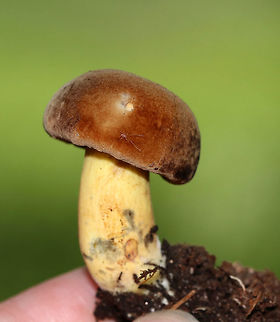 Boletus vermiculosoides