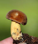 Boletus vermiculosoides Cap: dry, soft, medium-brown<br />
<br />
Pores: Reddish orange; they immediately bruise blue when marked<br />
<br />
Stem: Brownish yellow; easily bruised<br />
<br />
Habitat: Mixed forest with lots of oak and hickory; growing on the ground near tree roots<br />
<br />
**Note the photobomber:<br />
https://www.jungledragon.com/image/85259/mite_-_linopodes_motatorius.html<br />
<br />
https://www.jungledragon.com/image/85291/boletus_vermiculosoides.html<br />
https://www.jungledragon.com/image/85290/boletus_vermiculosoides.html Boletus,Boletus vermiculosoides,Boletus vermiculosoides group,Geotagged,Summer,United States,bolete,mushroom