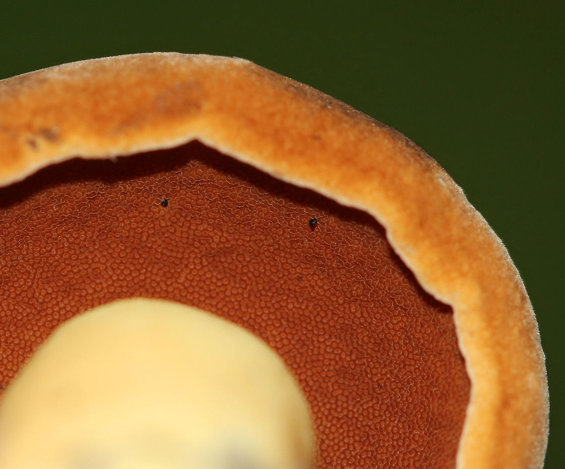 Boletus vermiculosoides Cap: dry, soft, medium-brown<br />
<br />
Pores: Reddish orange; they immediately bruise blue when marked<br />
<br />
Stem: Brownish yellow; easily bruised<br />
<br />
Habitat: Mixed forest with lots of oak and hickory; growing on the ground near tree roots<br />
<figure class="photo"><a href="https://www.jungledragon.com/image/85291/boletus_vermiculosoides.html" title="Boletus vermiculosoides"><img src="https://s3.amazonaws.com/media.jungledragon.com/images/3232/85291_thumb.jpg?AWSAccessKeyId=05GMT0V3GWVNE7GGM1R2&Expires=1759968010&Signature=2bhKDbopg0IZ0XRfz%2FalSJdoQLA%3D" width="200" height="182" alt="Boletus vermiculosoides Cap: dry, soft, medium-brown<br />
<br />
Pores: Reddish orange; they immediately bruise blue when marked<br />
<br />
Stem: Brownish yellow; easily bruised<br />
<br />
Habitat: Mixed forest with lots of oak and hickory; growing on the ground near tree roots<br />
https://www.jungledragon.com/image/85289/boletus_vermiculosoides.html<br />
https://www.jungledragon.com/image/85290/boletus_vermiculosoides.html Boletus vermiculosoides,Geotagged,Summer,United States" /></a></figure><br />
<figure class="photo"><a href="https://www.jungledragon.com/image/85289/boletus_vermiculosoides.html" title="Boletus vermiculosoides"><img src="https://s3.amazonaws.com/media.jungledragon.com/images/3232/85289_thumb.jpg?AWSAccessKeyId=05GMT0V3GWVNE7GGM1R2&Expires=1759968010&Signature=X3CAJtWFcz%2FiN37b9F3J6ywwDMU%3D" width="134" height="152" alt="Boletus vermiculosoides Cap: dry, soft, medium-brown<br />
<br />
Pores: Reddish orange; they immediately bruise blue when marked<br />
<br />
Stem: Brownish yellow; easily bruised<br />
<br />
Habitat: Mixed forest with lots of oak and hickory; growing on the ground near tree roots<br />
<br />
**Note the photobomber:<br />
https://www.jungledragon.com/image/85259/mite_-_linopodes_motatorius.html<br />
<br />
https://www.jungledragon.com/image/85291/boletus_vermiculosoides.html<br />
https://www.jungledragon.com/image/85290/boletus_vermiculosoides.html Boletus,Boletus vermiculosoides,Boletus vermiculosoides group,Geotagged,Summer,United States,bolete,mushroom" /></a></figure> Boletus vermiculosoides,Geotagged,Summer,United States