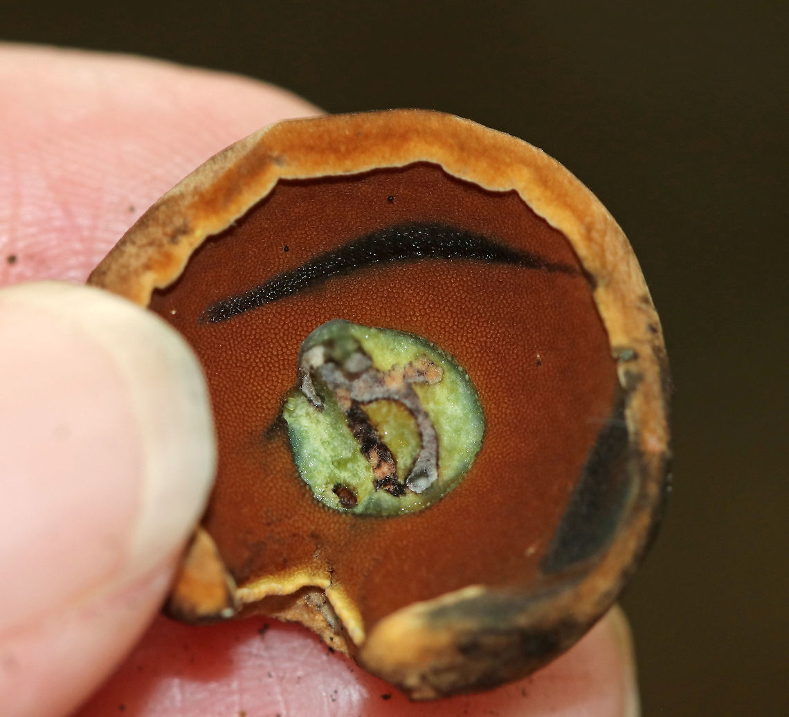 Boletus vermiculosoides Cap: dry, soft, medium-brown<br />
<br />
Pores: Reddish orange; they immediately bruise blue when marked<br />
<br />
Stem: Brownish yellow; easily bruised<br />
<br />
Habitat: Mixed forest with lots of oak and hickory; growing on the ground near tree roots<br />
<figure class="photo"><a href="https://www.jungledragon.com/image/85289/boletus_vermiculosoides.html" title="Boletus vermiculosoides"><img src="https://s3.amazonaws.com/media.jungledragon.com/images/3232/85289_thumb.jpg?AWSAccessKeyId=05GMT0V3GWVNE7GGM1R2&Expires=1769040010&Signature=6JV5mSd8ynbzkzrWJ3tlUpIGR0I%3D" width="134" height="152" alt="Boletus vermiculosoides Cap: dry, soft, medium-brown<br />
<br />
Pores: Reddish orange; they immediately bruise blue when marked<br />
<br />
Stem: Brownish yellow; easily bruised<br />
<br />
Habitat: Mixed forest with lots of oak and hickory; growing on the ground near tree roots<br />
<br />
**Note the photobomber:<br />
https://www.jungledragon.com/image/85259/mite_-_linopodes_motatorius.html<br />
<br />
https://www.jungledragon.com/image/85291/boletus_vermiculosoides.html<br />
https://www.jungledragon.com/image/85290/boletus_vermiculosoides.html Boletus,Boletus vermiculosoides,Boletus vermiculosoides group,Geotagged,Summer,United States,bolete,mushroom" /></a></figure><br />
<figure class="photo"><a href="https://www.jungledragon.com/image/85290/boletus_vermiculosoides.html" title="Boletus vermiculosoides"><img src="https://s3.amazonaws.com/media.jungledragon.com/images/3232/85290_thumb.jpg?AWSAccessKeyId=05GMT0V3GWVNE7GGM1R2&Expires=1769040010&Signature=%2FB0zRTkWX4X69Zn85xcoj3P87TY%3D" width="200" height="166" alt="Boletus vermiculosoides Cap: dry, soft, medium-brown<br />
<br />
Pores: Reddish orange; they immediately bruise blue when marked<br />
<br />
Stem: Brownish yellow; easily bruised<br />
<br />
Habitat: Mixed forest with lots of oak and hickory; growing on the ground near tree roots<br />
https://www.jungledragon.com/image/85291/boletus_vermiculosoides.html<br />
https://www.jungledragon.com/image/85289/boletus_vermiculosoides.html Boletus vermiculosoides,Geotagged,Summer,United States" /></a></figure> Boletus vermiculosoides,Geotagged,Summer,United States
