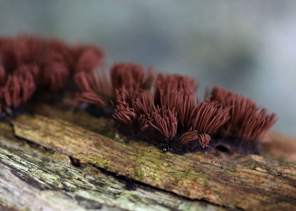 Tree Hair - Stemonitis splendens Tall, brown sporangia on thin stalks, which were growing in dense clusters on rotting wood. Each tuft was about 15 mm tall.<br />
<br />
Habitat: Growing on a rotting log in a deciduous forest. Chocolate tube slime mold,Geotagged,Stemonitis splendens,Summer,United States,slime mold,stemonitis