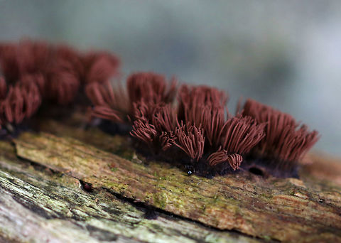 Tree Hair - Stemonitis splendens Tall, brown sporangia on thin stalks, which were growing in dense clusters on rotting wood. Each tuft was about 15 mm tall.

Habitat: Growing on a rotting log in a deciduous forest. Chocolate tube slime mold,Geotagged,Stemonitis splendens,Summer,United States,slime mold,stemonitis