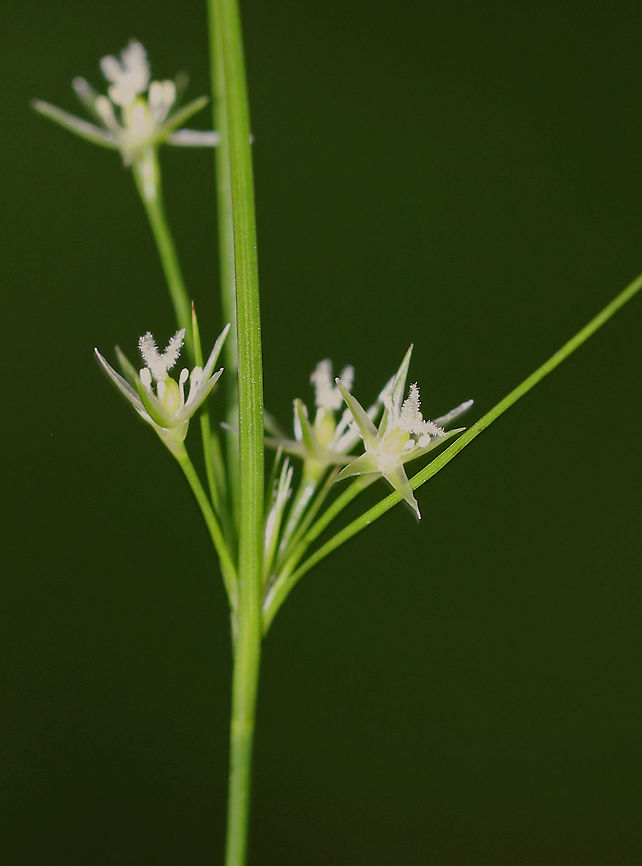Poverty Rush - Juncus tenuis Native to the U.S., yet considered a weed. <br />
<br />
Habitat: Found growing along a path in a meadow Geotagged,Juncus tenuis,Path Rush,Slender rush,Summer,United States,juncus,povery rush,rush