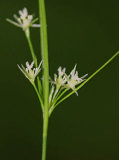 Poverty Rush - Juncus tenuis Native to the U.S., yet considered a weed. 

Habitat: Found growing along a path in a meadow Geotagged,Juncus tenuis,Path Rush,Slender rush,Summer,United States,juncus,povery rush,rush