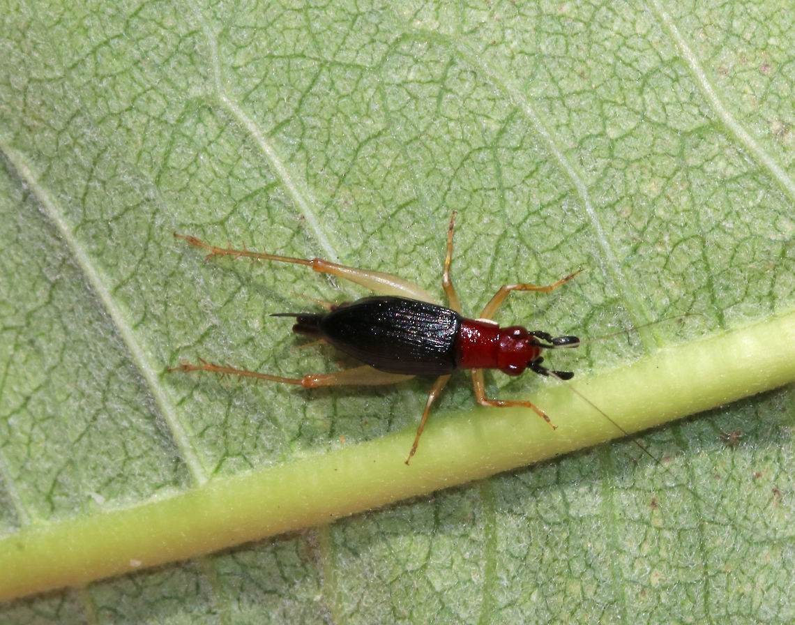 Handsome Trig (Female)- Phyllopalpus pulchellus Such a beautiful cricket!<br />
<br />
Habitat: Vegetable garden in a rural yard<br />
<figure class="photo"><a href="https://www.jungledragon.com/image/85296/handsome_trig_female-_phyllopalpus_pulchellus.html" title="Handsome Trig (Female)- Phyllopalpus pulchellus"><img src="https://s3.amazonaws.com/media.jungledragon.com/images/3232/85296_thumb.jpg?AWSAccessKeyId=05GMT0V3GWVNE7GGM1R2&Expires=1759968010&Signature=hmg6QJCZq2D5YtrKIWofz5dCIbQ%3D" width="112" height="152" alt="Handsome Trig (Female)- Phyllopalpus pulchellus Such a beautiful cricket!<br />
<br />
Habitat: Vegetable garden in a rural yard<br />
https://www.jungledragon.com/image/85295/handsome_trig_female-_phyllopalpus_pulchellus.html<br />
<br />
<br />
This video shows the male, which has really cool, clear wings:<br />
https://youtu.be/3oqRn6xVwXY Fall,Geotagged,Handsome trig,Phyllopalpus pulchellus,United States,cricket" /></a></figure><br />
<br />
This video shows the male, which has really cool, clear wings:<br />
<section class="video"><iframe width="448" height="282" src="https://www.youtube-nocookie.com/embed/3oqRn6xVwXY?hd=1&autoplay=0&rel=0" frameborder="0" allowfullscreen></iframe></section> Fall,Geotagged,Handsome trig,Phyllopalpus,Phyllopalpus pulchellus,United States,cricket,red-headed bush cricket