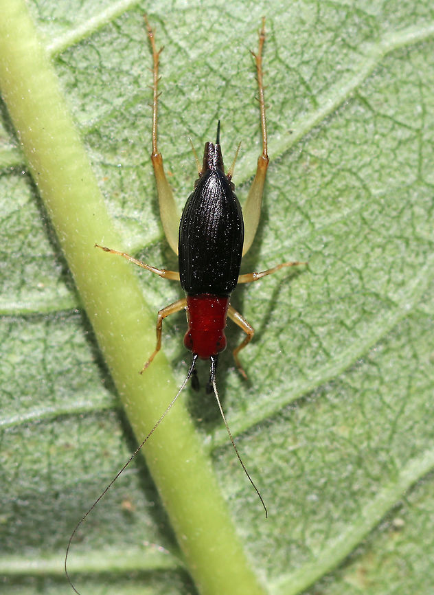 Handsome Trig (Female)- Phyllopalpus pulchellus Such a beautiful cricket!<br />
<br />
Habitat: Vegetable garden in a rural yard<br />
<figure class="photo"><a href="https://www.jungledragon.com/image/85295/handsome_trig_female-_phyllopalpus_pulchellus.html" title="Handsome Trig (Female)- Phyllopalpus pulchellus"><img src="https://s3.amazonaws.com/media.jungledragon.com/images/3232/85295_thumb.jpg?AWSAccessKeyId=05GMT0V3GWVNE7GGM1R2&Expires=1759968010&Signature=qYvQeyudXjCrV7jhvaXxmEmGdpw%3D" width="200" height="158" alt="Handsome Trig (Female)- Phyllopalpus pulchellus Such a beautiful cricket!<br />
<br />
Habitat: Vegetable garden in a rural yard<br />
https://www.jungledragon.com/image/85296/handsome_trig_female-_phyllopalpus_pulchellus.html<br />
<br />
This video shows the male, which has really cool, clear wings:<br />
https://youtu.be/3oqRn6xVwXY Fall,Geotagged,Handsome trig,Phyllopalpus,Phyllopalpus pulchellus,United States,cricket,red-headed bush cricket" /></a></figure><br />
<br />
<br />
This video shows the male, which has really cool, clear wings:<br />
<section class="video"><iframe width="448" height="282" src="https://www.youtube-nocookie.com/embed/3oqRn6xVwXY?hd=1&autoplay=0&rel=0" frameborder="0" allowfullscreen></iframe></section> Fall,Geotagged,Handsome trig,Phyllopalpus pulchellus,United States,cricket