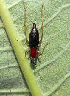 Handsome Trig (Female)- Phyllopalpus pulchellus Such a beautiful cricket!

Habitat: Vegetable garden in a rural yard
https://www.jungledragon.com/image/85295/handsome_trig_female-_phyllopalpus_pulchellus.html


This video shows the male, which has really cool, clear wings:
https://youtu.be/3oqRn6xVwXY Fall,Geotagged,Handsome trig,Phyllopalpus pulchellus,United States,cricket