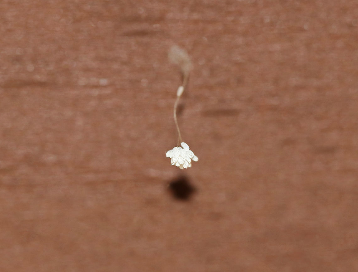 Lacewing Eggs - Family Berothidae or Chrysopidae? I found several of these egg clusters hanging from the rotting roof of a porch, where termites have been an issue. The eggs appear to be on the end of a single stalk, or perhaps a twisted stalk...There was also an egg that looked like it had been laid horizontally along the stalk. It&#039;s hard to tell, but it looks like the eggs have hatched, so rearing them out is not an option. I am seeking help to narrow down the ID.<br />
<br />
Habitat: Laid on the rotting roof of a porch in a rural area<br />
<figure class="photo"><a href="https://www.jungledragon.com/image/85300/lacewing_eggs_-_family_berothidae_or_chrysopidae.html" title="Lacewing Eggs - Family Berothidae or Chrysopidae?"><img src="https://s3.amazonaws.com/media.jungledragon.com/images/3232/85300_thumb.jpg?AWSAccessKeyId=05GMT0V3GWVNE7GGM1R2&Expires=1759968010&Signature=Jszd9QLyZP4i7W0wU3lnk1T6x1k%3D" width="200" height="156" alt="Lacewing Eggs - Family Berothidae or Chrysopidae? I found several of these egg clusters hanging from the rotting roof of a porch, where termites have been an issue. The eggs appear to be on the end of a single stalk, or perhaps a twisted stalk...There was also an egg that looked like it had been laid horizontally along the stalk. It&#039;s hard to tell, but it looks like the eggs have hatched, so rearing them out is not an option. I am seeking help to narrow down the ID.<br />
<br />
Habitat: Laid on the rotting roof of a porch in a rural area<br />
https://www.jungledragon.com/image/85299/lacewing_eggs_-_family_berothidae_or_chrysopidae.html Fall,Geotagged,United States" /></a></figure> Fall,Geotagged,United States,eggs,lacewing eggs
