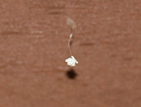 Lacewing Eggs - Family Berothidae or Chrysopidae? I found several of these egg clusters hanging from the rotting roof of a porch, where termites have been an issue. The eggs appear to be on the end of a single stalk, or perhaps a twisted stalk...There was also an egg that looked like it had been laid horizontally along the stalk. It's hard to tell, but it looks like the eggs have hatched, so rearing them out is not an option. I am seeking help to narrow down the ID.

Habitat: Laid on the rotting roof of a porch in a rural area
https://www.jungledragon.com/image/85300/lacewing_eggs_-_family_berothidae_or_chrysopidae.html Fall,Geotagged,United States,eggs,lacewing eggs