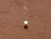 Lacewing Eggs - Family Berothidae or Chrysopidae? I found several of these egg clusters hanging from the rotting roof of a porch, where termites have been an issue. The eggs appear to be on the end of a single stalk, or perhaps a twisted stalk...There was also an egg that looked like it had been laid horizontally along the stalk. It's hard to tell, but it looks like the eggs have hatched, so rearing them out is not an option. I am seeking help to narrow down the ID.<br />
<br />
Habitat: Laid on the rotting roof of a porch in a rural area<br />
https://www.jungledragon.com/image/85300/lacewing_eggs_-_family_berothidae_or_chrysopidae.html Fall,Geotagged,United States,eggs,lacewing eggs