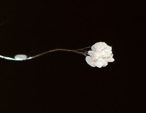 Lacewing Eggs - Family Berothidae or Chrysopidae? I found several of these egg clusters hanging from the rotting roof of a porch, where termites have been an issue. The eggs appear to be on the end of a single stalk, or perhaps a twisted stalk...There was also an egg that looked like it had been laid horizontally along the stalk. It's hard to tell, but it looks like the eggs have hatched, so rearing them out is not an option. I am seeking help to narrow down the ID.

Habitat: Laid on the rotting roof of a porch in a rural area
https://www.jungledragon.com/image/85299/lacewing_eggs_-_family_berothidae_or_chrysopidae.html Fall,Geotagged,United States
