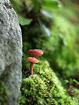 Lactarius sp. Mushroom Habitat: Growing in moss in a deciduous forest<br />
https://www.jungledragon.com/image/85302/lactarius_sp._mushroom.html Geotagged,Lactarius subpurpureus,Summer,United States,lactarius,milk cap,mushroom