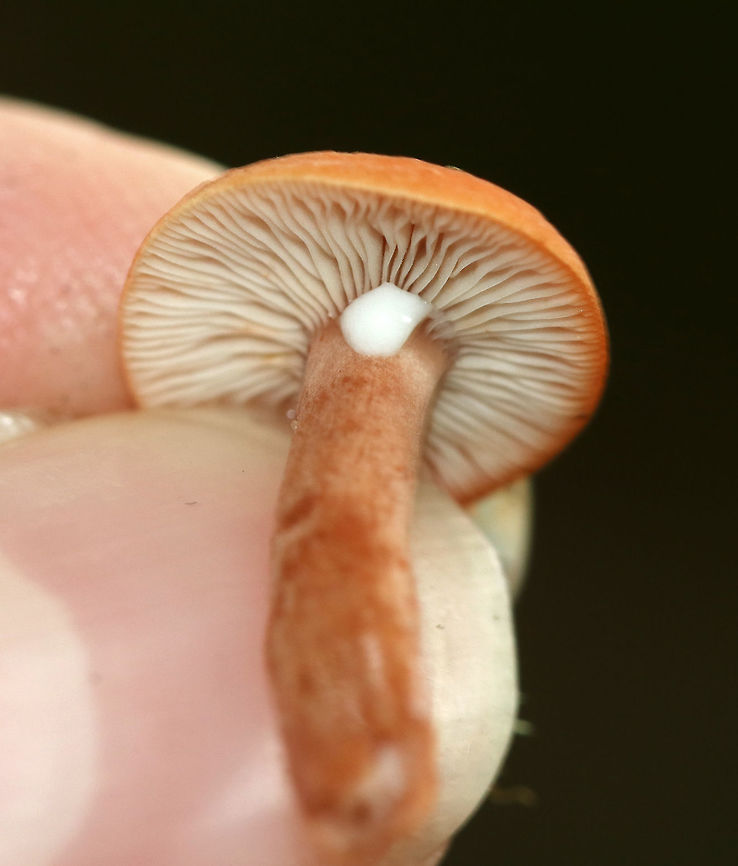 Lactarius sp. Mushroom Habitat: Growing in moss in a deciduous forest<br />
<figure class="photo"><a href="https://www.jungledragon.com/image/85301/lactarius_sp._mushroom.html" title="Lactarius sp. Mushroom"><img src="https://s3.amazonaws.com/media.jungledragon.com/images/3232/85301_thumb.jpg?AWSAccessKeyId=05GMT0V3GWVNE7GGM1R2&Expires=1770854410&Signature=DgGuWnJyS%2FCQMIUSlIEV8OipyFc%3D" width="116" height="152" alt="Lactarius sp. Mushroom Habitat: Growing in moss in a deciduous forest<br />
https://www.jungledragon.com/image/85302/lactarius_sp._mushroom.html Geotagged,Lactarius subpurpureus,Summer,United States,lactarius,milk cap,mushroom" /></a></figure> Geotagged,Summer,United States