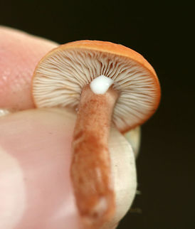 Lactarius sp. Mushroom Habitat: Growing in moss in a deciduous forest
https://www.jungledragon.com/image/85301/lactarius_sp._mushroom.html Geotagged,Summer,United States