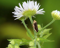 Philaenus spumarius - Meadow Froghopper This species has MANY different patterns! See here: https://bugguide.net/node/view/7452<br />
<br />
Habitat: On fleabane (Erigeron sp.) in a meadow<br />
https://www.jungledragon.com/image/85305/philaenus_spumarius_-_meadow_froghopper.html Geotagged,Meadow froghopper,Philaenus,Philaenus spumarius,Summer,United States,froghopper