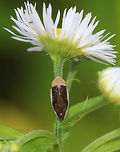 Philaenus spumarius - Meadow Froghopper This species has MANY different patterns! See here: https://bugguide.net/node/view/7452<br />
<br />
Habitat: On fleabane (Erigeron sp.) in a meadow<br />
https://www.jungledragon.com/image/85304/philaenus_spumarius_-_meadow_froghopper.html Geotagged,Meadow froghopper,Philaenus spumarius,Summer,United States