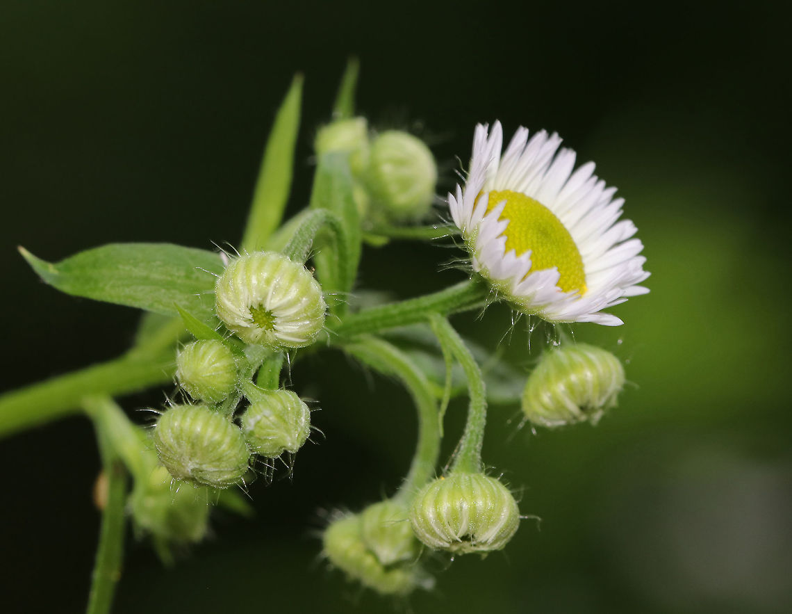 Fleabane (Erigeron sp.) Habitat: Meadow<br />
<a href="https://www.jungledragon.com/image/85307" rel="nofollow">https://www.jungledragon.com/image/85307</a> Geotagged,Summer,United States,erigeron,fleabane