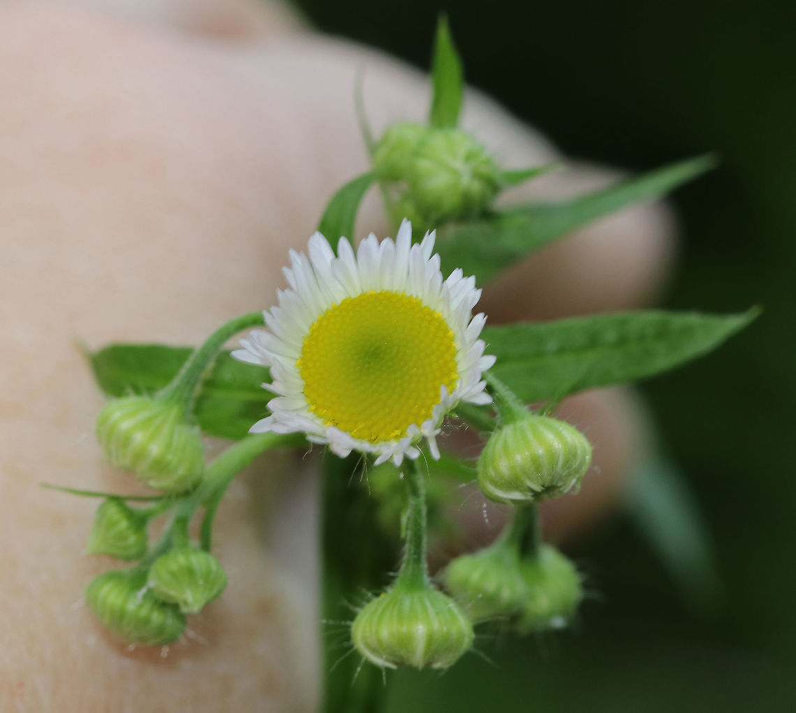 Fleabane (Erigeron sp.) Habitat: Meadow<br />
<a href="https://www.jungledragon.com/image/85306" rel="nofollow">https://www.jungledragon.com/image/85306</a> Geotagged,Summer,United States