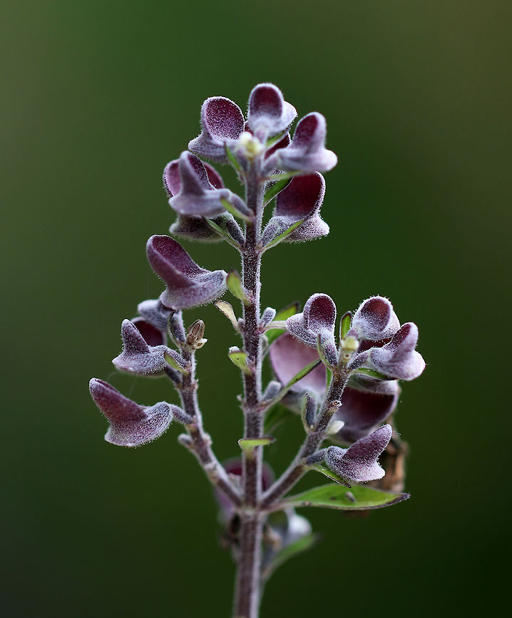 Hoary Skullcap The stems are covered in fine, white hairs, which is where it gets the name 'hoary'. 'Skullcap' refers to the skull-shaped calyx of the flower. The flowers had already fallen off the plant, so I'm guessing that these purple things are the calyxes?<br />
<br />
Habitat: Rural, native garden<br />
Fall,Geotagged,Scutellaria incana,United States,downy skullcap,hoary skullcap,hyssop skullcap,skullcap