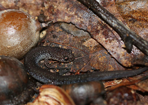 Lead-backed Salamander - Plethodon cinereus It had a blackish brown body with speckles.

Plethodon cinereus exhibits color polymorphism with two common color variations - the 'red-backed' variety has a red dorsal stripe that tapers towards the tail and the 'lead-backed' variety lacks most or all of the red pigmentation. This spotting shows the lead-backed variety.

Habitat: Deciduous forest

*I rarely encounter the lead-backed color morph of this species, but I've observed that they are much more skittish than the red-backed variety.  Fall,Geotagged,Plethodon cinereus,Red- backed salamander,United States,lead-backed salamander,salamander