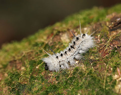 Hickory Tussock Moth Caterpillar - Lophocampa caryae Caterpillar that is completely covered in black and white setae. They have black tufts along the middle of their dorsal surface, and four long black hairs (two at the front and two at the back). 

Habitat: Deciduous forest Fall,Geotagged,Hickory tussock moth,Lophocampa caryae,United States,caterpillar