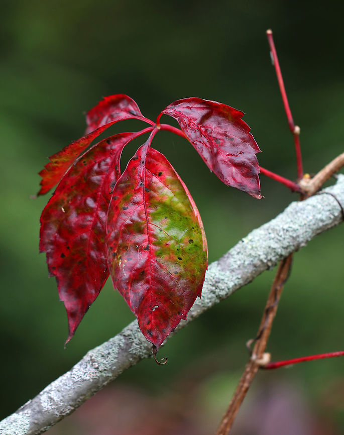 Virginia Creeper - Parthenocissus quinquefolia The leaves turn a brilliant red in autumn.<br />
<br />
Habitat: Forest edge Fall,Geotagged,Parthenocissus,Parthenocissus quinquefolia,United States,Virginia creeper,red