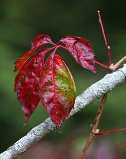 Virginia Creeper - Parthenocissus quinquefolia The leaves turn a brilliant red in autumn.

Habitat: Forest edge Fall,Geotagged,Parthenocissus,Parthenocissus quinquefolia,United States,Virginia creeper,red