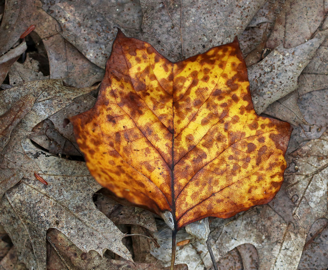 Tulip Poplar - Liriodendron tulipifera The leaves are changing! <br />
<br />
Native to the eastern United States, tulip poplar trees can grow over 100 feet tall!<br />
<br />
Habitat: Deciduous forest<br />
<br />
*Disclaimer: I purposely put the leaf on top of dead leaves to help it stand out in the photo...But, I only had to move it a foot or so to accomplish the effect. American tulip tree,Fall,Geotagged,Liriodendron tulipifera,United States