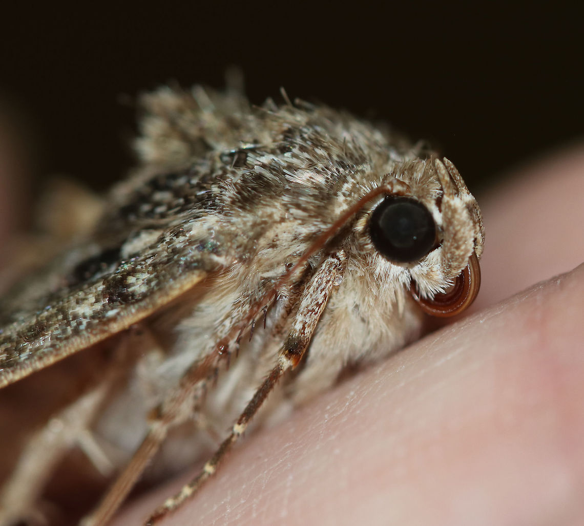 Ilia Underwing - Catocala ilia I found this moth resting on some moss. I thought it was dead until it started moving its legs and wings slightly. It wasn't doing well, so I held it in my hands for awhile, trying to warm it up since it was cold and rainy. I was hoping that it was just cold and needed to be warmed up. But sadly, it wasn't meant to be, and the moth died.<br />
<br />
Habitat: Deciduous forest<br />
<figure class="photo"><a href="https://www.jungledragon.com/image/85384/ilia_underwing_-_catocala_ilia.html" title="Ilia Underwing - Catocala ilia"><img src="https://s3.amazonaws.com/media.jungledragon.com/images/3232/85384_thumb.jpg?AWSAccessKeyId=05GMT0V3GWVNE7GGM1R2&Expires=1769040010&Signature=j9kmqsq1crcn1e4AUjiGocUSQjM%3D" width="200" height="164" alt="Ilia Underwing - Catocala ilia I found this moth resting on some moss. I thought it was dead until it started moving its legs and wings slightly. It wasn't doing well, so I held it in my hands for awhile, trying to warm it up since it was cold and rainy. I was hoping that it was just cold and needed to be warmed up. But sadly, it wasn't meant to be, and the moth died.<br />
<br />
Habitat: Deciduous forest<br />
https://www.jungledragon.com/image/85383/ilia_underwing_-_catocala_ilia.html<br />
 Catocala ilia,Fall,Geotagged,Ilia Underwing,United States" /></a></figure> Catocala ilia,Fall,Geotagged,Ilia Underwing,United States,catocala,moth,underwing