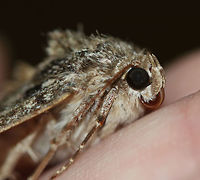 Ilia Underwing - Catocala ilia I found this moth resting on some moss. I thought it was dead until it started moving its legs and wings slightly. It wasn't doing well, so I held it in my hands for awhile, trying to warm it up since it was cold and rainy. I was hoping that it was just cold and needed to be warmed up. But sadly, it wasn't meant to be, and the moth died.<br />
<br />
Habitat: Deciduous forest<br />
https://www.jungledragon.com/image/85384/ilia_underwing_-_catocala_ilia.html Catocala ilia,Fall,Geotagged,Ilia Underwing,United States,catocala,moth,underwing