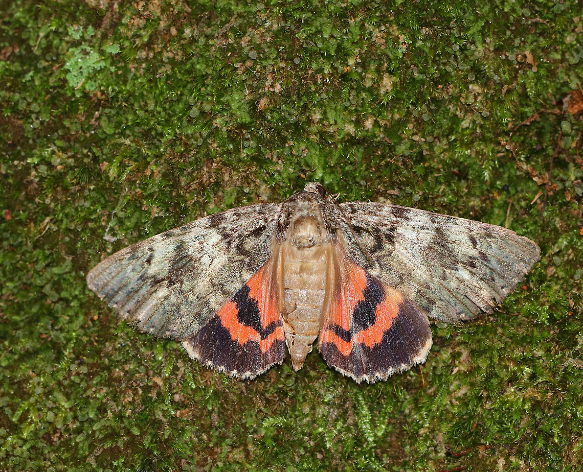 Ilia Underwing - Catocala ilia I found this moth resting on some moss. I thought it was dead until it started moving its legs and wings slightly. It wasn&#039;t doing well, so I held it in my hands for awhile, trying to warm it up since it was cold and rainy. I was hoping that it was just cold and needed to be warmed up. But sadly, it wasn&#039;t meant to be, and the moth died.<br />
<br />
Habitat: Deciduous forest<br />
<figure class="photo"><a href="https://www.jungledragon.com/image/85383/ilia_underwing_-_catocala_ilia.html" title="Ilia Underwing - Catocala ilia"><img src="https://s3.amazonaws.com/media.jungledragon.com/images/3232/85383_thumb.jpg?AWSAccessKeyId=05GMT0V3GWVNE7GGM1R2&Expires=1759968010&Signature=u7hJkVzWT80C%2B%2FHBX0TQoVLSbn0%3D" width="200" height="182" alt="Ilia Underwing - Catocala ilia I found this moth resting on some moss. I thought it was dead until it started moving its legs and wings slightly. It wasn&#039;t doing well, so I held it in my hands for awhile, trying to warm it up since it was cold and rainy. I was hoping that it was just cold and needed to be warmed up. But sadly, it wasn&#039;t meant to be, and the moth died.<br />
<br />
Habitat: Deciduous forest<br />
https://www.jungledragon.com/image/85384/ilia_underwing_-_catocala_ilia.html Catocala ilia,Fall,Geotagged,Ilia Underwing,United States,catocala,moth,underwing" /></a></figure><br />
 Catocala ilia,Fall,Geotagged,Ilia Underwing,United States