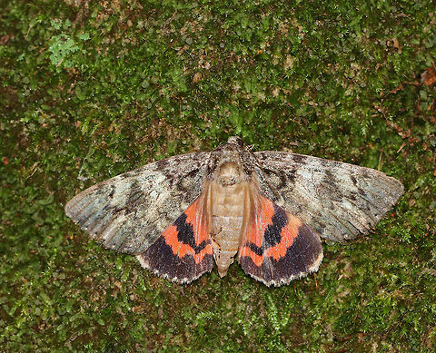 Ilia Underwing - Catocala ilia I found this moth resting on some moss. I thought it was dead until it started moving its legs and wings slightly. It wasn't doing well, so I held it in my hands for awhile, trying to warm it up since it was cold and rainy. I was hoping that it was just cold and needed to be warmed up. But sadly, it wasn't meant to be, and the moth died.

Habitat: Deciduous forest
https://www.jungledragon.com/image/85383/ilia_underwing_-_catocala_ilia.html
 Catocala ilia,Fall,Geotagged,Ilia Underwing,United States