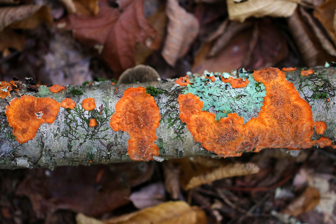 Wrinkled Crust - Phlebia radiata When I came upon this log, I could see some orange peeking out from the underside. I flipped it over and was shocked by the vibrant color! I&#039;m thinking that maybe the recent rain perked it up because it&#039;s usually a more subtle shade of pinkish orange. <br />
<br />
Description: Orange crust fungus with an irregular outline and a wrinkled surface, in which the wrinkles radiate from a more or less central point.<br />
<br />
Habitat: Rotting log in a mostly deciduous forest<br />
<figure class="photo"><a href="https://www.jungledragon.com/image/85387/wrinkled_crust_-_phlebia_radiata.html" title="Wrinkled Crust - Phlebia radiata"><img src="https://s3.amazonaws.com/media.jungledragon.com/images/3232/85387_thumb.jpg?AWSAccessKeyId=05GMT0V3GWVNE7GGM1R2&Expires=1767225610&Signature=cURP4ox9gLtUJXpbfGt1WaKBURM%3D" width="110" height="152" alt="Wrinkled Crust - Phlebia radiata When I came upon this log, I could see some orange peeking out from the underside. I flipped it over and was shocked by the vibrant color! I&#039;m thinking that maybe the recent rain perked it up because it&#039;s usually a more subtle shade of pinkish orange.<br />
<br />
Description: Orange crust fungus with an irregular outline and a wrinkled surface, in which the wrinkles radiate from a more or less central point.<br />
<br />
Habitat: Rotting log in a mostly deciduous forest<br />
https://www.jungledragon.com/image/85388/wrinkled_crust_-_phlebia_radiata.html<br />
https://www.jungledragon.com/image/85386/wrinkled_crust_-_phlebia_radiata.html Fall,Geotagged,Phlebia radiata,United States,Wrinkled crust" /></a></figure><br />
<figure class="photo"><a href="https://www.jungledragon.com/image/85388/wrinkled_crust_-_phlebia_radiata.html" title="Wrinkled Crust - Phlebia radiata"><img src="https://s3.amazonaws.com/media.jungledragon.com/images/3232/85388_thumb.jpg?AWSAccessKeyId=05GMT0V3GWVNE7GGM1R2&Expires=1767225610&Signature=l%2FGRupYhwDv5qXkwepuG%2FchdFNg%3D" width="200" height="134" alt="Wrinkled Crust - Phlebia radiata When I came upon this log, I could see some orange peeking out from the underside. I flipped it over and was shocked by the vibrant color! I&#039;m thinking that maybe the recent rain perked it up because it&#039;s usually a more subtle shade of pinkish orange.<br />
<br />
Description: Orange crust fungus with an irregular outline and a wrinkled surface, in which the wrinkles radiate from a more or less central point.<br />
<br />
Habitat: Rotting log in a mostly deciduous forest<br />
https://www.jungledragon.com/image/85387/wrinkled_crust_-_phlebia_radiata.html<br />
https://www.jungledragon.com/image/85386/wrinkled_crust_-_phlebia_radiata.html Fall,Geotagged,Phlebia radiata,United States,Wrinkled crust" /></a></figure><br />
 Fall,Geotagged,Phlebia radiata,United States,Wrinkled crust,crust fungus,fungus,phlebia