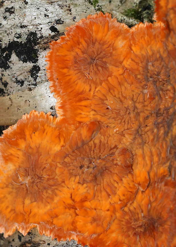 Wrinkled Crust - Phlebia radiata When I came upon this log, I could see some orange peeking out from the underside. I flipped it over and was shocked by the vibrant color! I&#039;m thinking that maybe the recent rain perked it up because it&#039;s usually a more subtle shade of pinkish orange.<br />
<br />
Description: Orange crust fungus with an irregular outline and a wrinkled surface, in which the wrinkles radiate from a more or less central point.<br />
<br />
Habitat: Rotting log in a mostly deciduous forest<br />
<figure class="photo"><a href="https://www.jungledragon.com/image/85388/wrinkled_crust_-_phlebia_radiata.html" title="Wrinkled Crust - Phlebia radiata"><img src="https://s3.amazonaws.com/media.jungledragon.com/images/3232/85388_thumb.jpg?AWSAccessKeyId=05GMT0V3GWVNE7GGM1R2&Expires=1759968010&Signature=LRYpe0TxGyracN8EqZfsZwV%2FPqs%3D" width="200" height="134" alt="Wrinkled Crust - Phlebia radiata When I came upon this log, I could see some orange peeking out from the underside. I flipped it over and was shocked by the vibrant color! I&#039;m thinking that maybe the recent rain perked it up because it&#039;s usually a more subtle shade of pinkish orange.<br />
<br />
Description: Orange crust fungus with an irregular outline and a wrinkled surface, in which the wrinkles radiate from a more or less central point.<br />
<br />
Habitat: Rotting log in a mostly deciduous forest<br />
https://www.jungledragon.com/image/85387/wrinkled_crust_-_phlebia_radiata.html<br />
https://www.jungledragon.com/image/85386/wrinkled_crust_-_phlebia_radiata.html Fall,Geotagged,Phlebia radiata,United States,Wrinkled crust" /></a></figure><br />
<figure class="photo"><a href="https://www.jungledragon.com/image/85386/wrinkled_crust_-_phlebia_radiata.html" title="Wrinkled Crust - Phlebia radiata"><img src="https://s3.amazonaws.com/media.jungledragon.com/images/3232/85386_thumb.jpg?AWSAccessKeyId=05GMT0V3GWVNE7GGM1R2&Expires=1759968010&Signature=e6yG3M6RycbgVLa9ZZYDAB%2BwGFc%3D" width="200" height="134" alt="Wrinkled Crust - Phlebia radiata When I came upon this log, I could see some orange peeking out from the underside. I flipped it over and was shocked by the vibrant color! I&#039;m thinking that maybe the recent rain perked it up because it&#039;s usually a more subtle shade of pinkish orange. <br />
<br />
Description: Orange crust fungus with an irregular outline and a wrinkled surface, in which the wrinkles radiate from a more or less central point.<br />
<br />
Habitat: Rotting log in a mostly deciduous forest<br />
https://www.jungledragon.com/image/85387/wrinkled_crust_-_phlebia_radiata.html<br />
https://www.jungledragon.com/image/85388/wrinkled_crust_-_phlebia_radiata.html<br />
 Fall,Geotagged,Phlebia radiata,United States,Wrinkled crust,crust fungus,fungus,phlebia" /></a></figure> Fall,Geotagged,Phlebia radiata,United States,Wrinkled crust