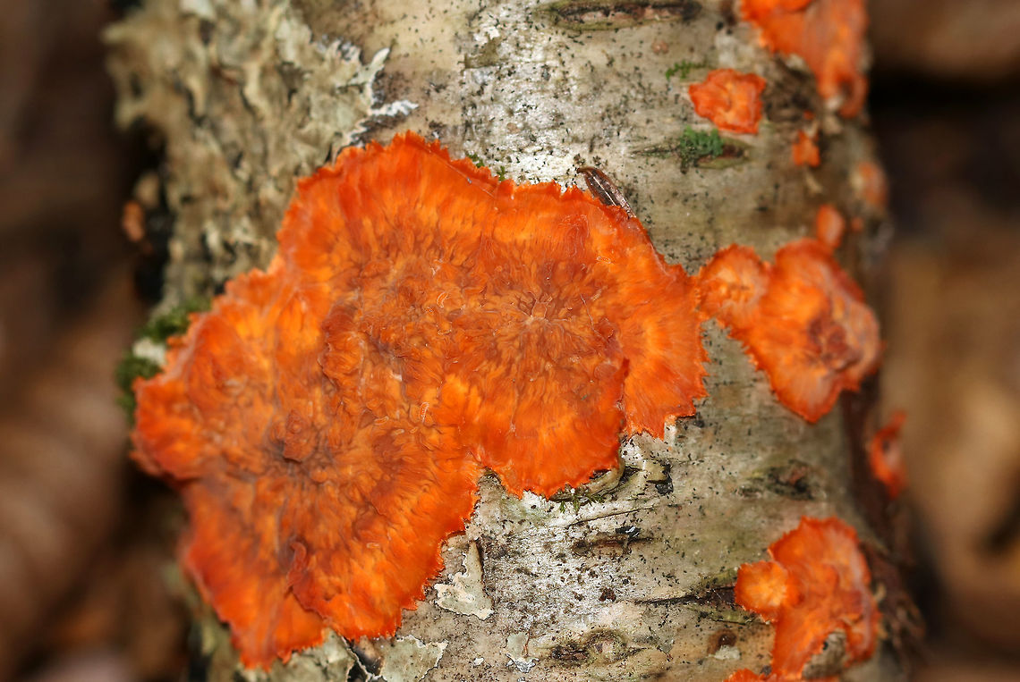 Wrinkled Crust - Phlebia radiata When I came upon this log, I could see some orange peeking out from the underside. I flipped it over and was shocked by the vibrant color! I&#039;m thinking that maybe the recent rain perked it up because it&#039;s usually a more subtle shade of pinkish orange.<br />
<br />
Description: Orange crust fungus with an irregular outline and a wrinkled surface, in which the wrinkles radiate from a more or less central point.<br />
<br />
Habitat: Rotting log in a mostly deciduous forest<br />
<figure class="photo"><a href="https://www.jungledragon.com/image/85387/wrinkled_crust_-_phlebia_radiata.html" title="Wrinkled Crust - Phlebia radiata"><img src="https://s3.amazonaws.com/media.jungledragon.com/images/3232/85387_thumb.jpg?AWSAccessKeyId=05GMT0V3GWVNE7GGM1R2&Expires=1767225610&Signature=cURP4ox9gLtUJXpbfGt1WaKBURM%3D" width="110" height="152" alt="Wrinkled Crust - Phlebia radiata When I came upon this log, I could see some orange peeking out from the underside. I flipped it over and was shocked by the vibrant color! I&#039;m thinking that maybe the recent rain perked it up because it&#039;s usually a more subtle shade of pinkish orange.<br />
<br />
Description: Orange crust fungus with an irregular outline and a wrinkled surface, in which the wrinkles radiate from a more or less central point.<br />
<br />
Habitat: Rotting log in a mostly deciduous forest<br />
https://www.jungledragon.com/image/85388/wrinkled_crust_-_phlebia_radiata.html<br />
https://www.jungledragon.com/image/85386/wrinkled_crust_-_phlebia_radiata.html Fall,Geotagged,Phlebia radiata,United States,Wrinkled crust" /></a></figure><br />
<figure class="photo"><a href="https://www.jungledragon.com/image/85386/wrinkled_crust_-_phlebia_radiata.html" title="Wrinkled Crust - Phlebia radiata"><img src="https://s3.amazonaws.com/media.jungledragon.com/images/3232/85386_thumb.jpg?AWSAccessKeyId=05GMT0V3GWVNE7GGM1R2&Expires=1767225610&Signature=2jpgZKdHvJIESoc1os1NA6Y8b5w%3D" width="200" height="134" alt="Wrinkled Crust - Phlebia radiata When I came upon this log, I could see some orange peeking out from the underside. I flipped it over and was shocked by the vibrant color! I&#039;m thinking that maybe the recent rain perked it up because it&#039;s usually a more subtle shade of pinkish orange. <br />
<br />
Description: Orange crust fungus with an irregular outline and a wrinkled surface, in which the wrinkles radiate from a more or less central point.<br />
<br />
Habitat: Rotting log in a mostly deciduous forest<br />
https://www.jungledragon.com/image/85387/wrinkled_crust_-_phlebia_radiata.html<br />
https://www.jungledragon.com/image/85388/wrinkled_crust_-_phlebia_radiata.html<br />
 Fall,Geotagged,Phlebia radiata,United States,Wrinkled crust,crust fungus,fungus,phlebia" /></a></figure> Fall,Geotagged,Phlebia radiata,United States,Wrinkled crust