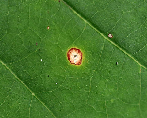 Spot/Blister Gall - Polystepha quercifolia There were several of these galls on oak (Quercus sp.) leaves. Fall,Geotagged,Polystepha,Polystepha quercifolia,United States,blister gall,gall,oak,quercus,spot gall