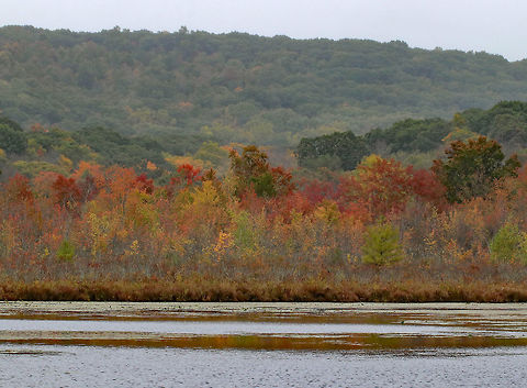 Autumn Colors The leaves are starting to change, but are not very vibrant and are much more brownish orange than usual. Fall,Geotagged,United States,autumn,fall,fall foliage,foliage