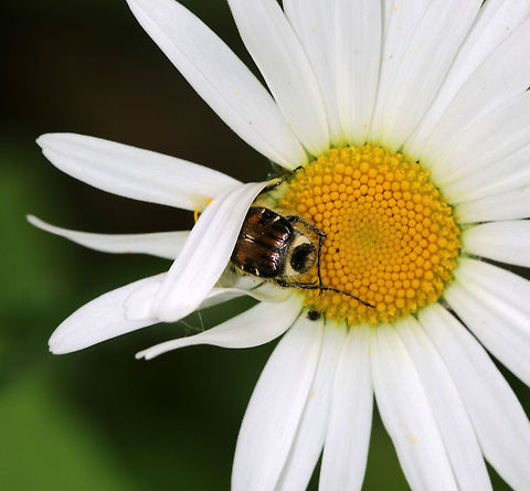 Shy Flower Chafer - Trichiotinus affinis TL: 8 mm. Brown and black elytra with ridges. Tiny white lines on edges of elytra. Abdomen with densely setose pygidium.

Habitat: Meadow
https://www.jungledragon.com/image/85442/flower_chafer_-_trichiotinus_affinis.html Geotagged,Summer,Trichiotinus,Trichiotinus affinis,United States,beetle,chafer